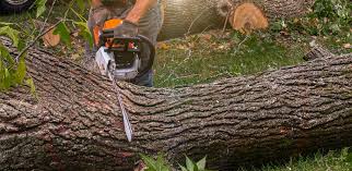 Best Lawn Disease Treatment  in Watertown, NY
