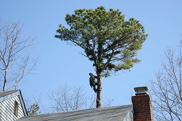 Best Tree Mulching  in Watertown, NY
